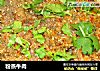 粉蒸牛肉做法(7)的做法