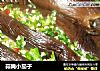 蒜腌小茄子的做法