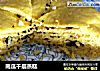 南瓜千层蒸糕的做法