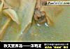 秋天营养汤——洋鸭汤的做法