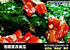泡椒衰衣黄瓜的做法