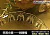 开胃小菜——剁辣椒的做法