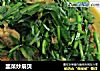 韭菜炒扇贝的做法