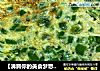 【沸腾你的美食梦想】配粥喝的佳品*青尖椒煎蛋的做法
