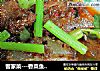 客家菜---香菜鱼香五花肉的做法