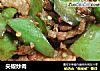 尖椒炒肉的做法