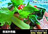香菜炒香肠的做法