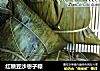 红糖豆沙枣子粽的做法