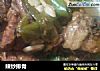 辣炒排骨的做法