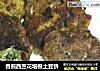 香煎西兰花培根土豆饼的做法