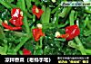 凉拌香菜（老妈手笔）的做法