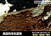 黑旋风双色蛋糕的做法