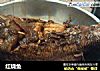 红烧鱼做法（31）的做法