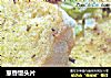 葱香馒头片的做法