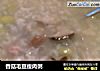 香菇毛豆瘦肉粥的做法