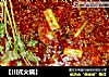 【川式火锅】的做法