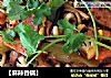 【麻辣香锅】的做法