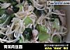 青菜肉丝面的做法