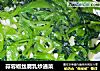 蒜蓉椒丝腐乳炒通菜的做法