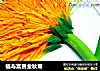 福寿富贵金秋菊的做法