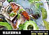 苦瓜皮蛋鲫鱼汤的做法