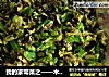 我的家常菜之——木耳炒鸡蛋的做法