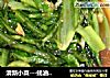 清新小菜---蚝油蒜蓉莜麦菜的做法