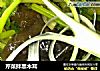 芹菜拌黑木耳的做法