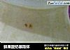 鲜果酸奶慕斯杯的做法