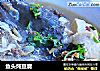 鱼头炖豆腐的做法