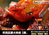 吃肉就要大块的【排骨酱焖藕】的做法