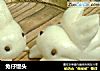 兔仔馒头的做法