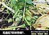 毛血旺?麻辣香锅?麻辣烫?大锅菜?我都不知道是啥了 大家评评理呀的做法