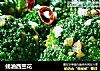 蚝油西兰花的做法