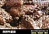 孜然牛腿排的做法
