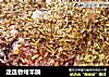 迷迭香烤羊腩的做法