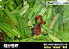炝炒香芹的做法
