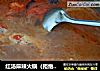 红汤麻辣火锅（拒绝添加剂防腐剂，拒绝火锅底料~~~~）的做法