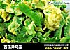 苦瓜炒鸡蛋的做法