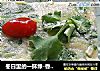 冬日里的一抹绿-香菜饼的做法