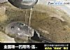全国唯一药用鸭-连城白鸭原产地推荐煮法的做法