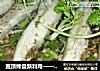 置顶烤盘新利用——铁板龙头鱼的做法