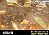 土鸡火锅的做法