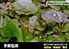 手撕包菜做法（121）的做法