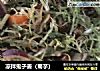 凉拌鬼子姜（菊芋）的做法