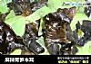 麻辣青笋木耳的做法