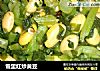 雪里红炒黄豆的做法