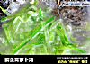 鲫鱼青萝卜汤的做法
