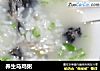 养生乌鸡粥的做法