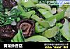 青菜炒香菇的做法